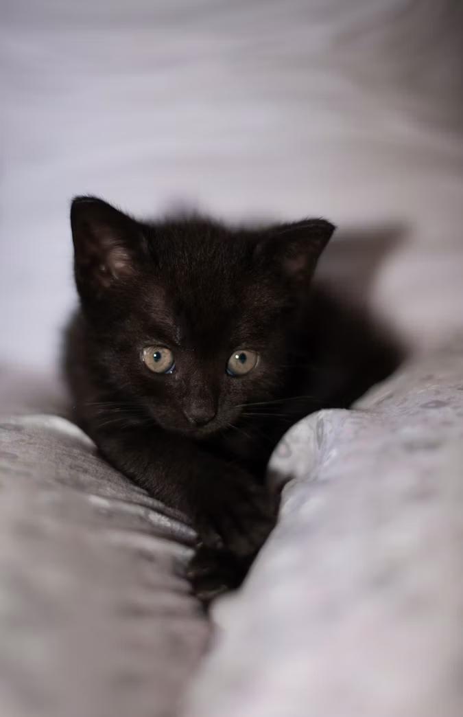 Enlarge Belmont-Kitten House Panther, a Adoptable Domestic Short Hair in Arlington, VA image 3/5