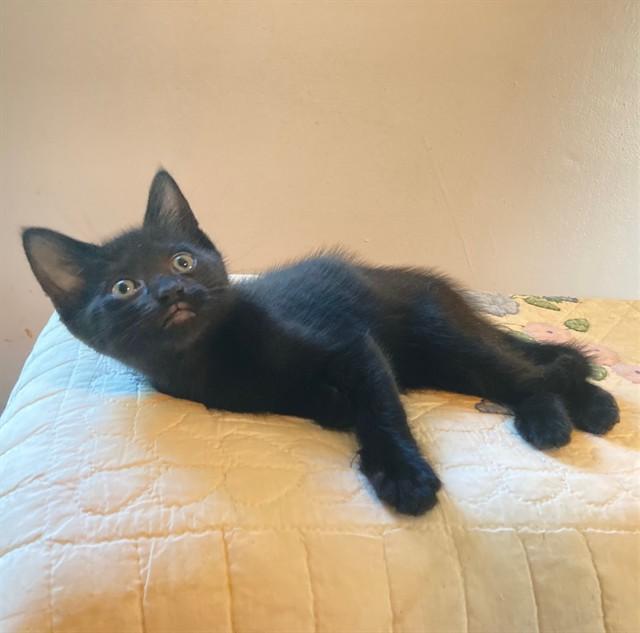 Belmont-Kitten House Panther, Adoptable, Kitten Male Domestic Short Hair.