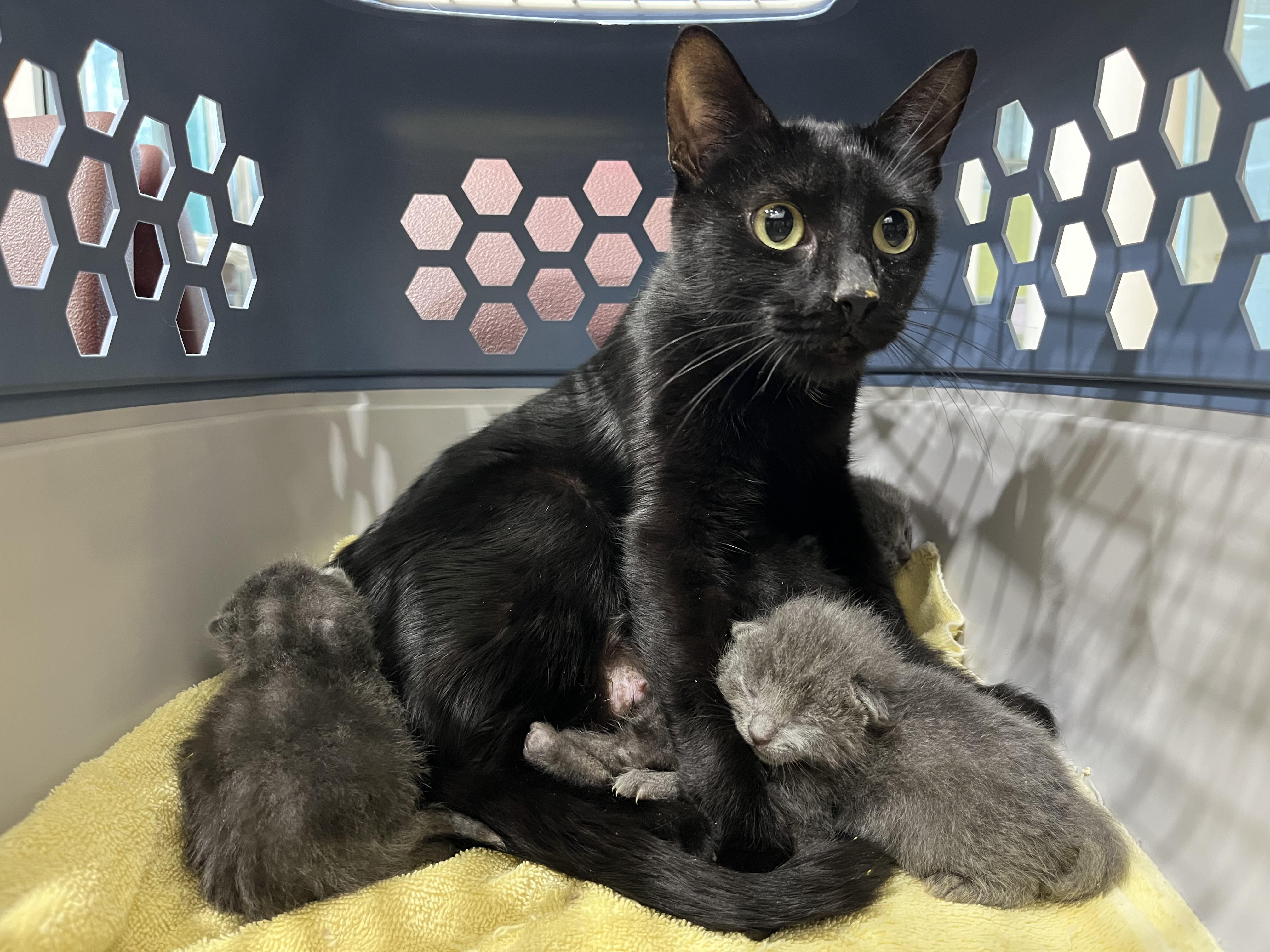Enlarge Belmont-Kitten House Panther, a Adoptable Domestic Short Hair in Arlington, VA image 5/5
