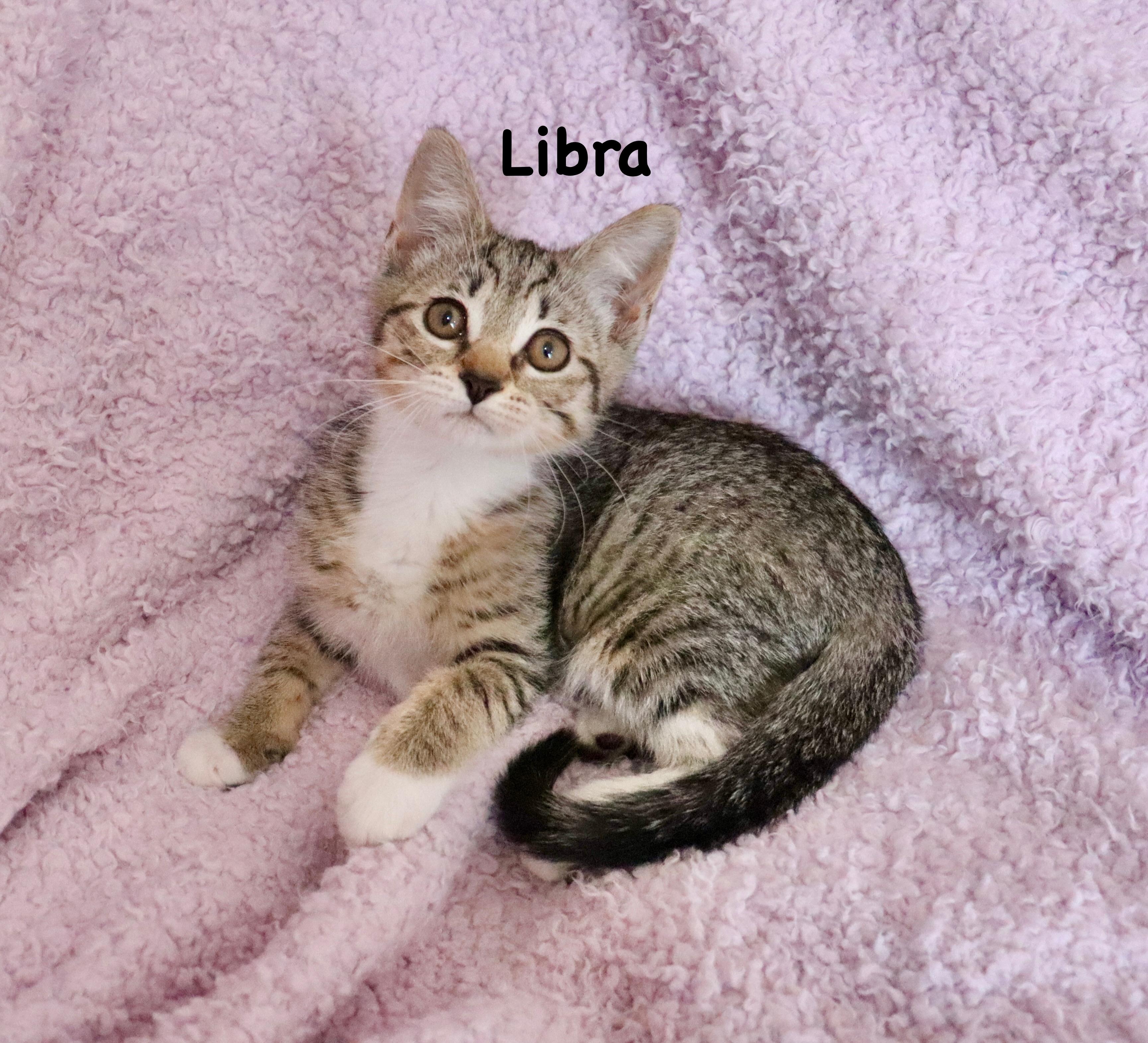 Libra, adopted, Kitten Female Tabby.