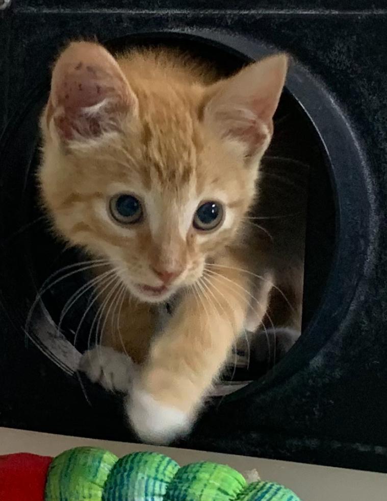 Smiley, Adoptable, Young Male Domestic Short Hair.