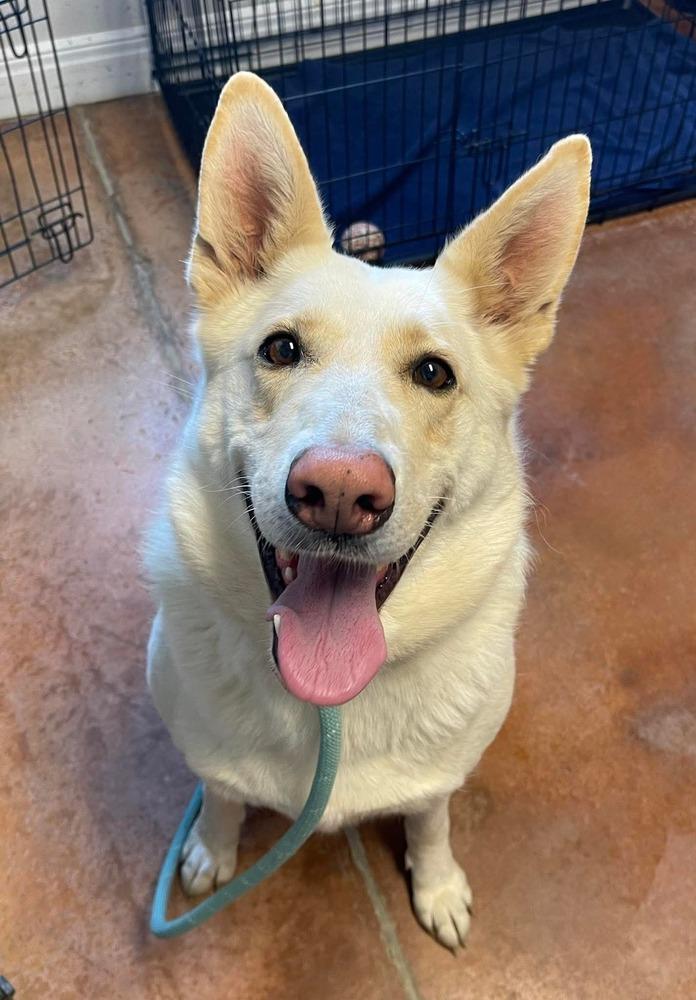 Enlarge Loonuh, a Adoptable mixed breed in Bolivar, MO image 1/1