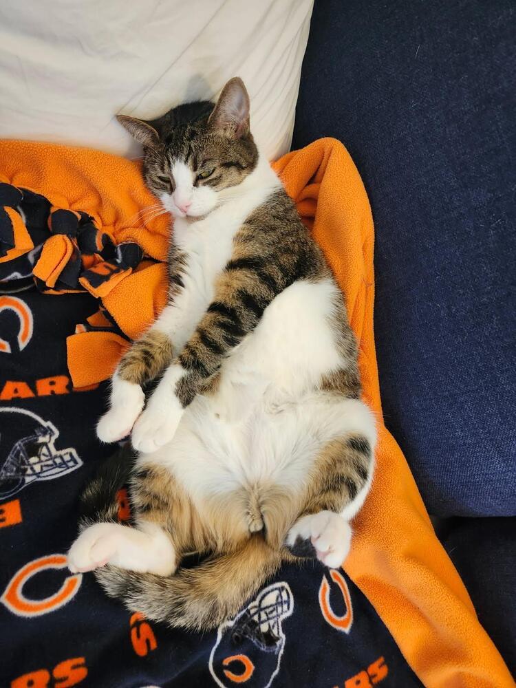 Monica, Adoptable, Adult Female Domestic Short Hair.