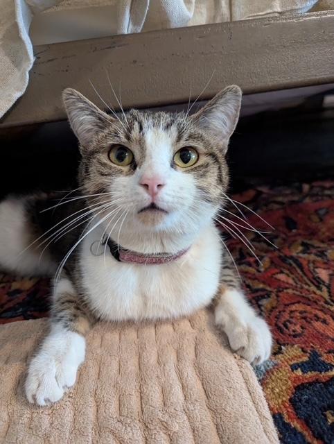 Enlarge Monica, a Adoptable Domestic Short Hair in Ferndale, MI image 3/6