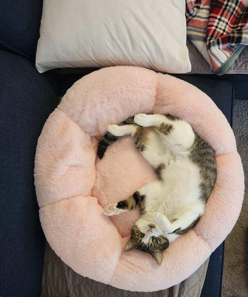 Enlarge Monica, a Adoptable Domestic Short Hair in Ferndale, MI image 3/6