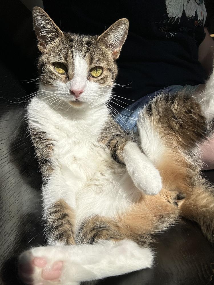 Enlarge Monica, a Adoptable Domestic Short Hair in Ferndale, MI image 4/6