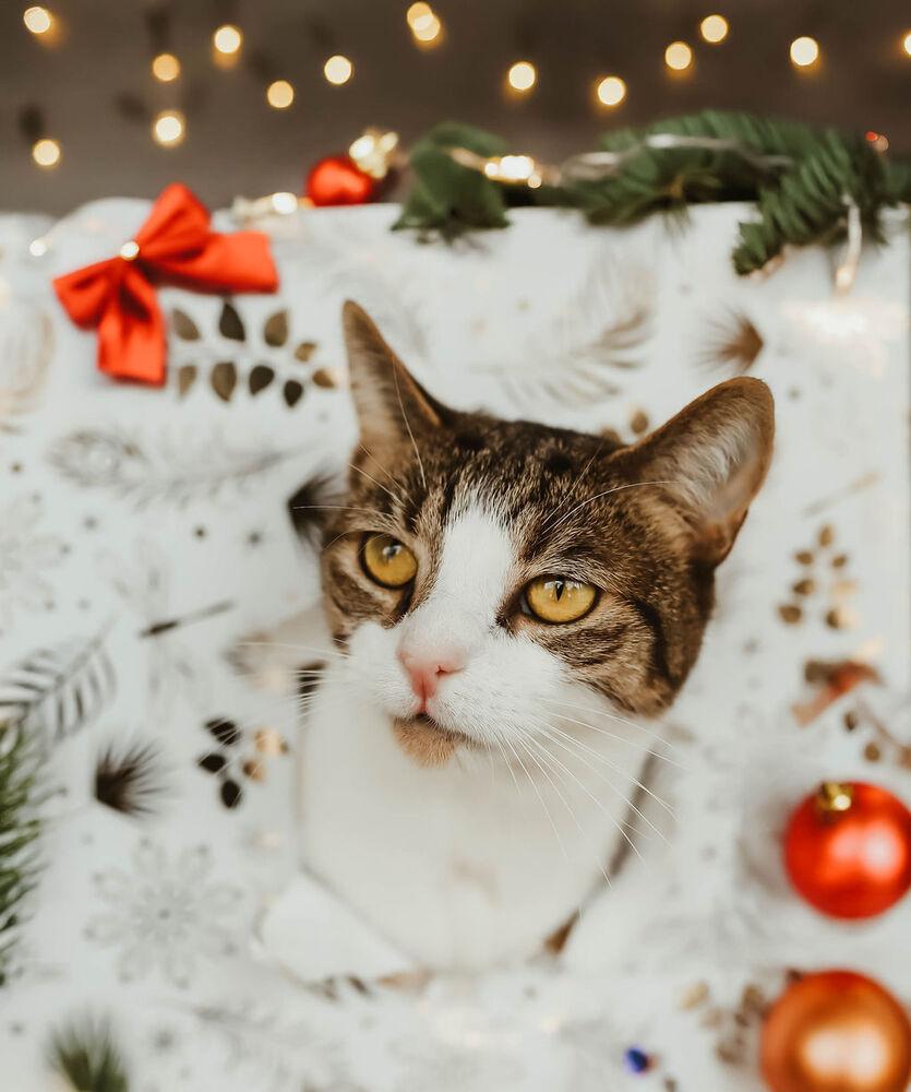 Enlarge Monica, a Adoptable Domestic Short Hair in Ferndale, MI image 5/6