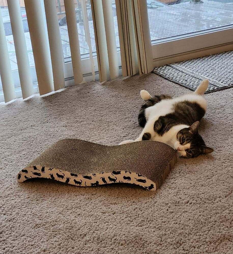 Enlarge Monica, a Adoptable Domestic Short Hair in Ferndale, MI image 6/6