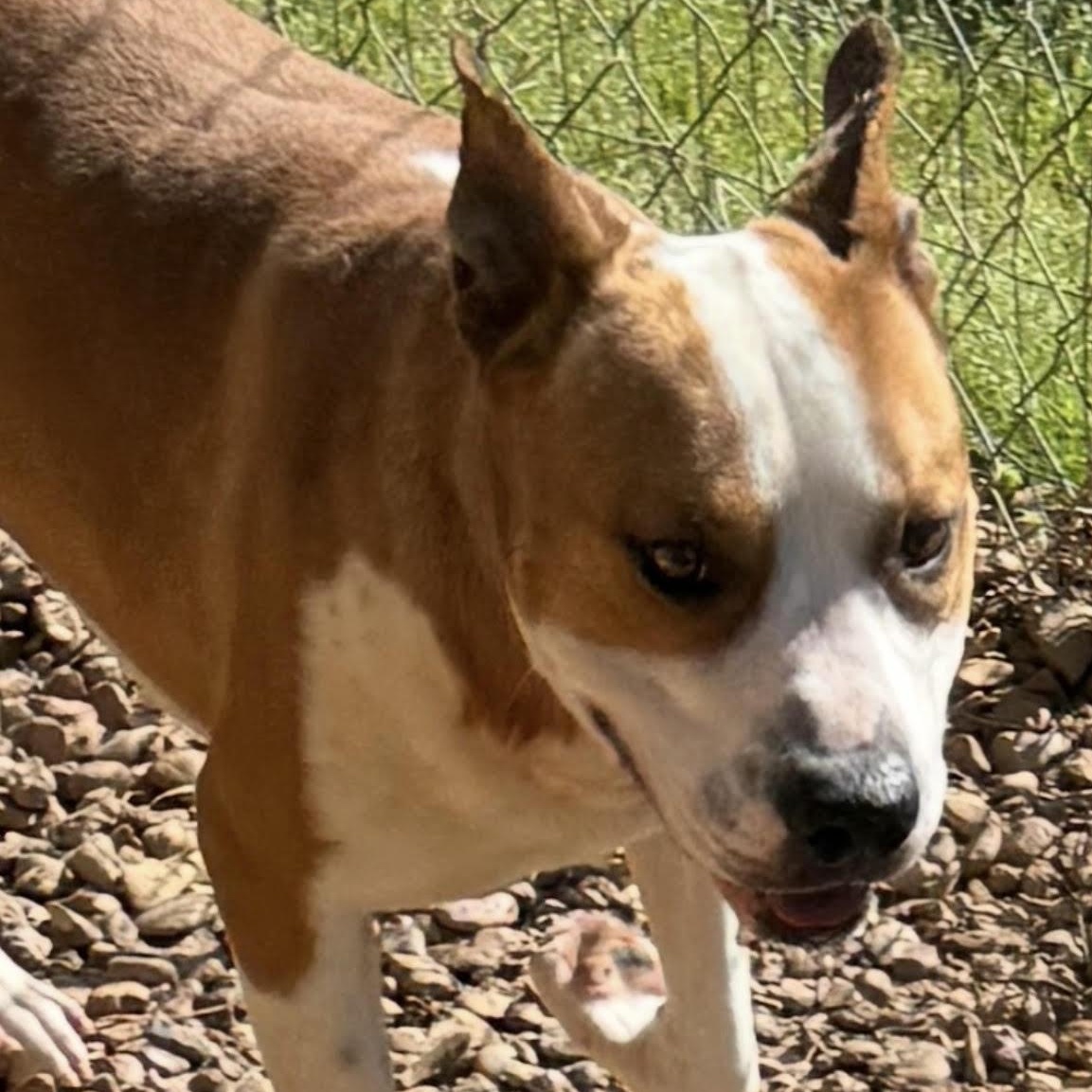 Enlarge Archer, a ADOPTABLE mixed breed in Water Valley, MS image 3/3