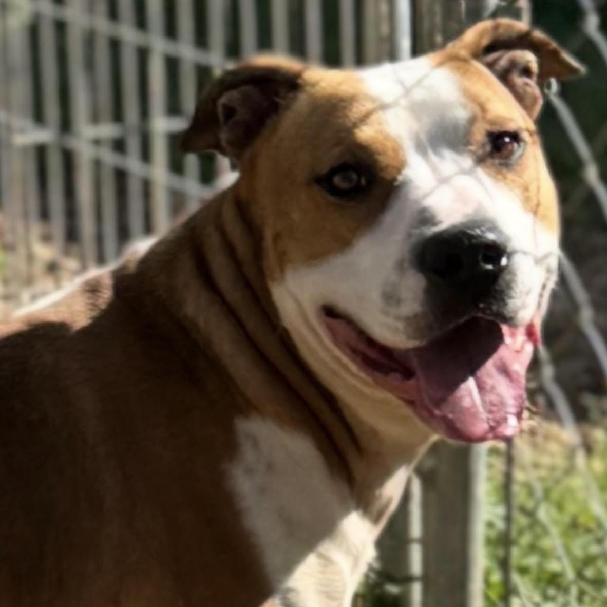 Archer, ADOPTABLE, Adult Male Staffordshire Bull Terrier.