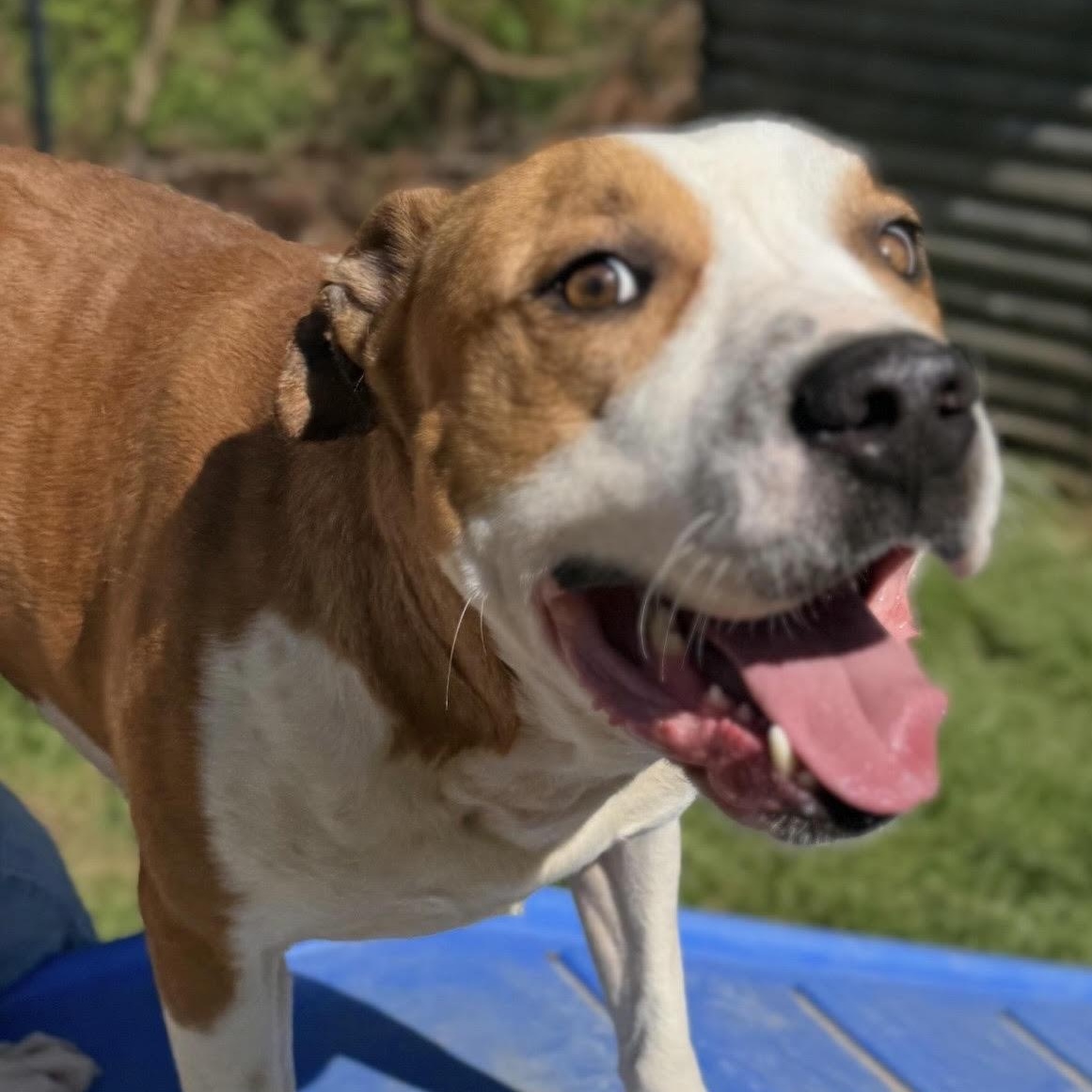 Enlarge Archer, a ADOPTABLE mixed breed in Water Valley, MS image 2/3