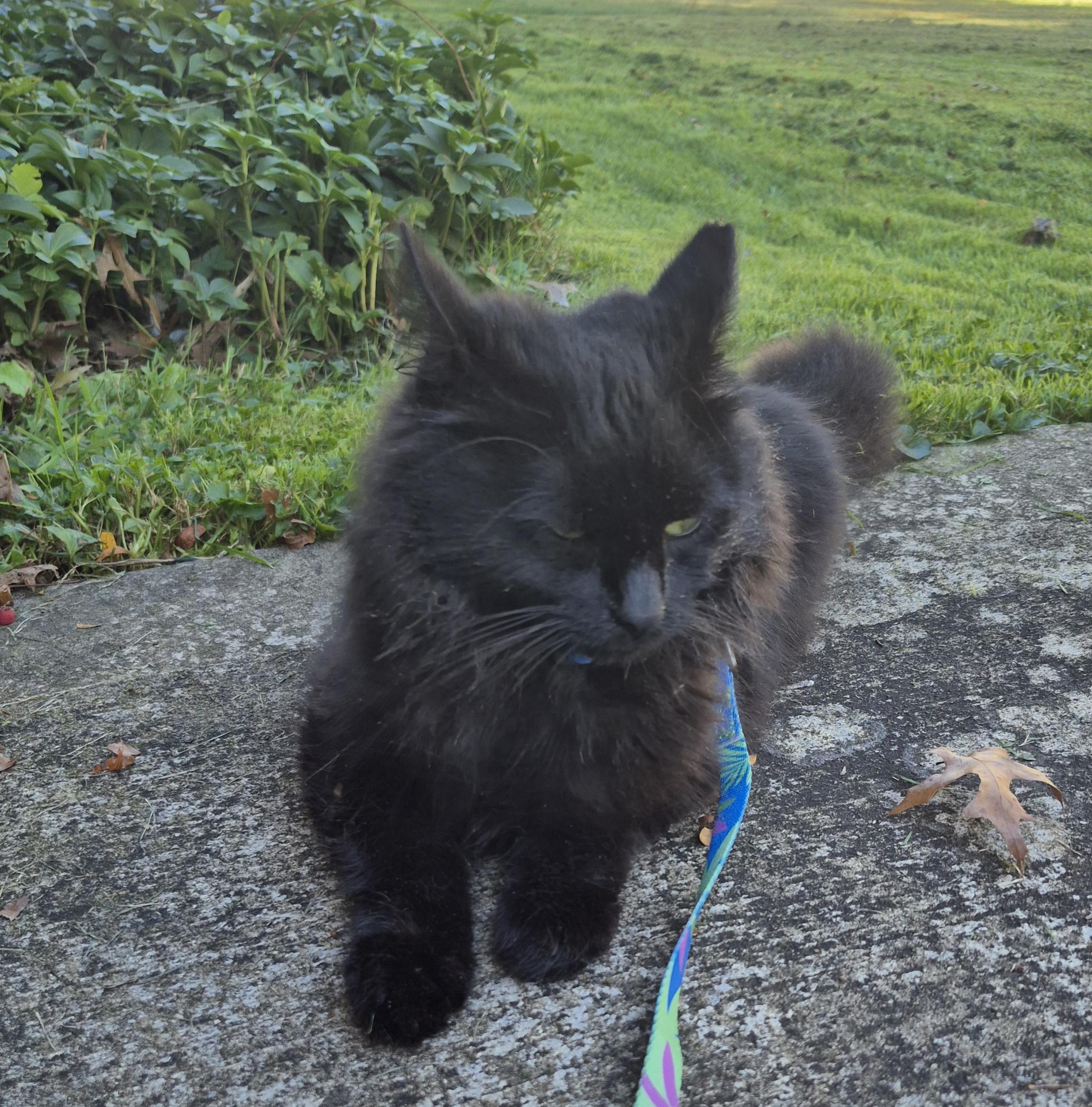 Mac (special kitty with special needs), Adoptable, Adult Male Domestic Medium Hair.