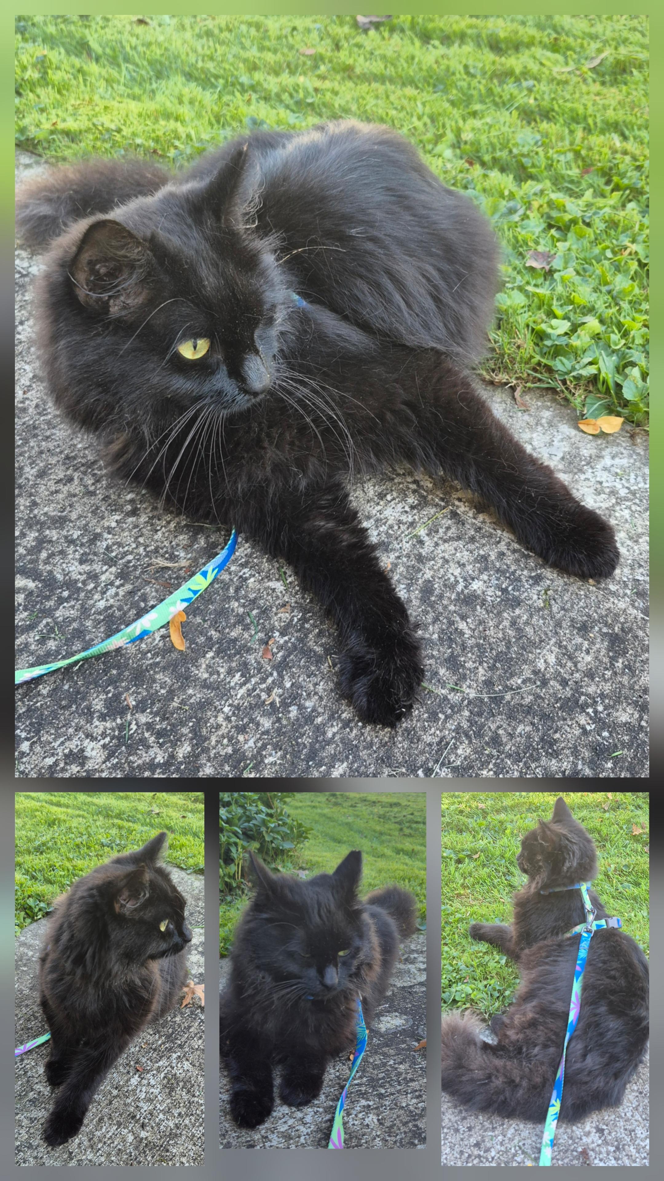 Enlarge Mac (special kitty with special needs), a Adoptable Domestic Medium Hair in South Euclid, OH image 3/3