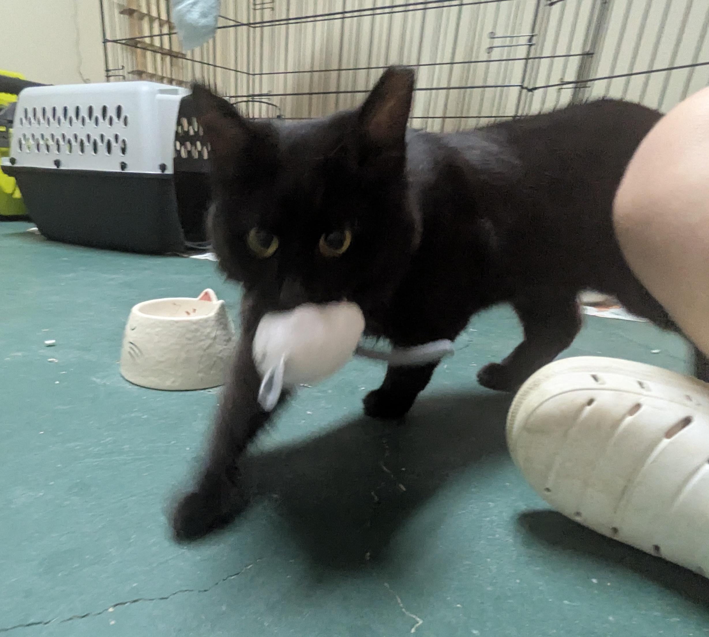 Enlarge Mac (special kitty with special needs), a Adoptable Domestic Medium Hair in South Euclid, OH image 2/3