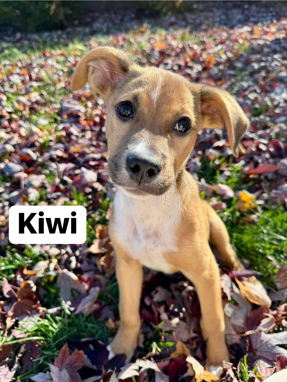 Kiwi, Adoptable, Puppy Female Labrador Retriever.