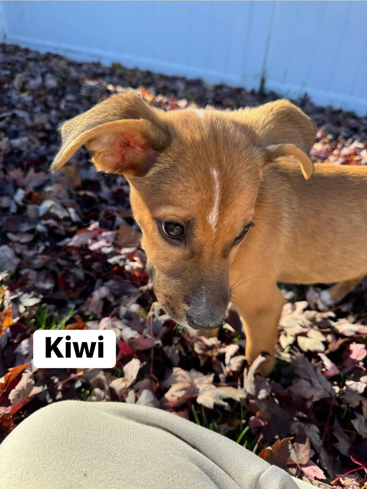 Kiwi, a Adoptable mixed breed in Elburn, IL image 3/6