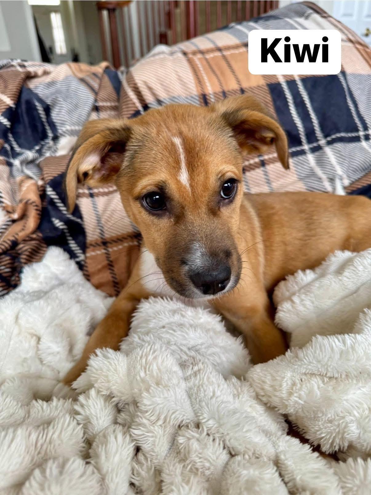 Kiwi, a Adoptable mixed breed in Elburn, IL image 4/6