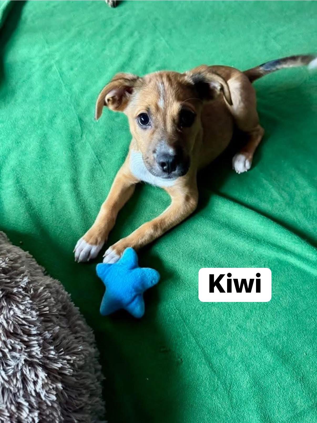 Kiwi, a Adoptable mixed breed in Elburn, IL image 2/6