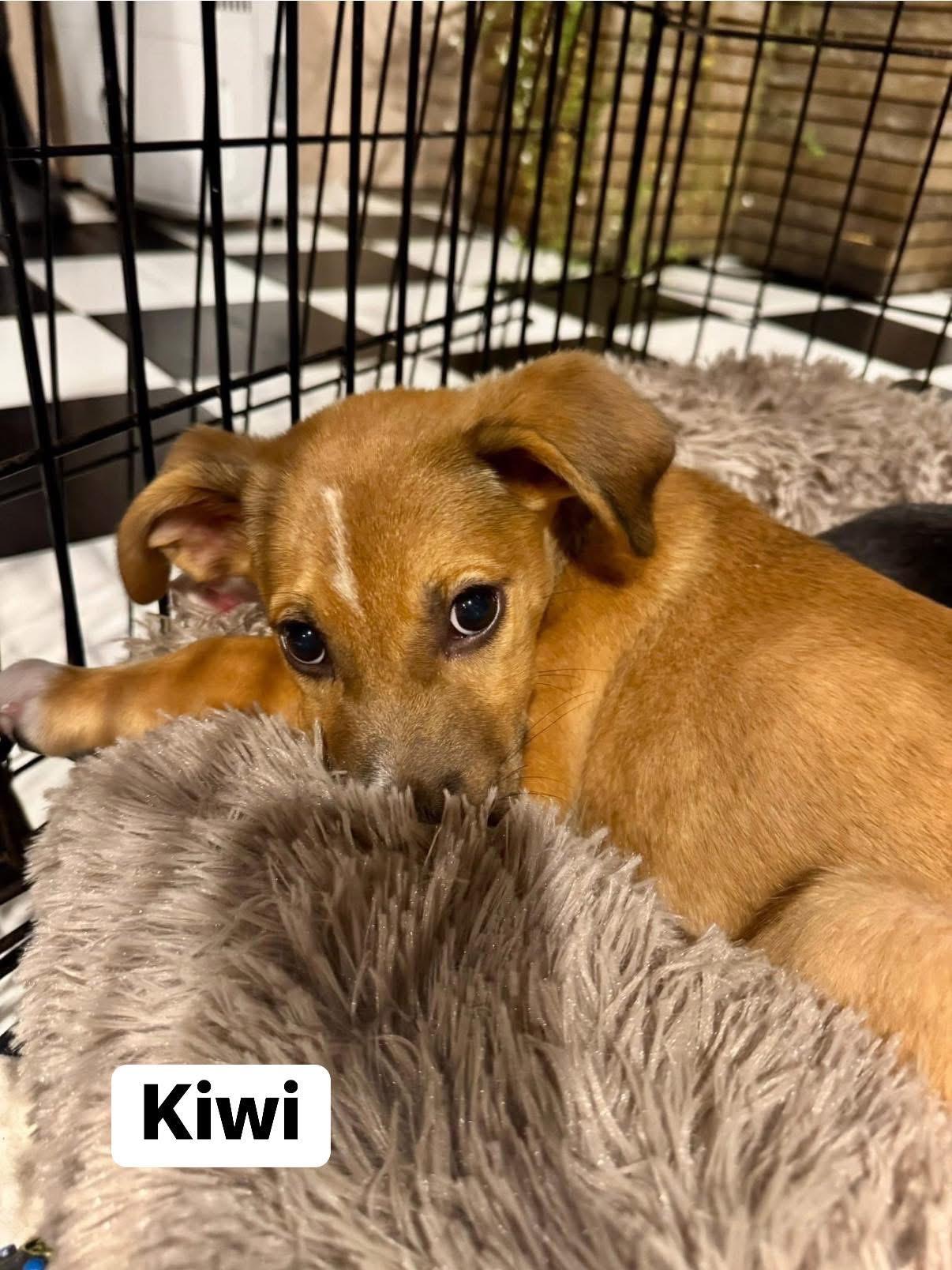 Kiwi, a Adoptable mixed breed in Elburn, IL image 5/6
