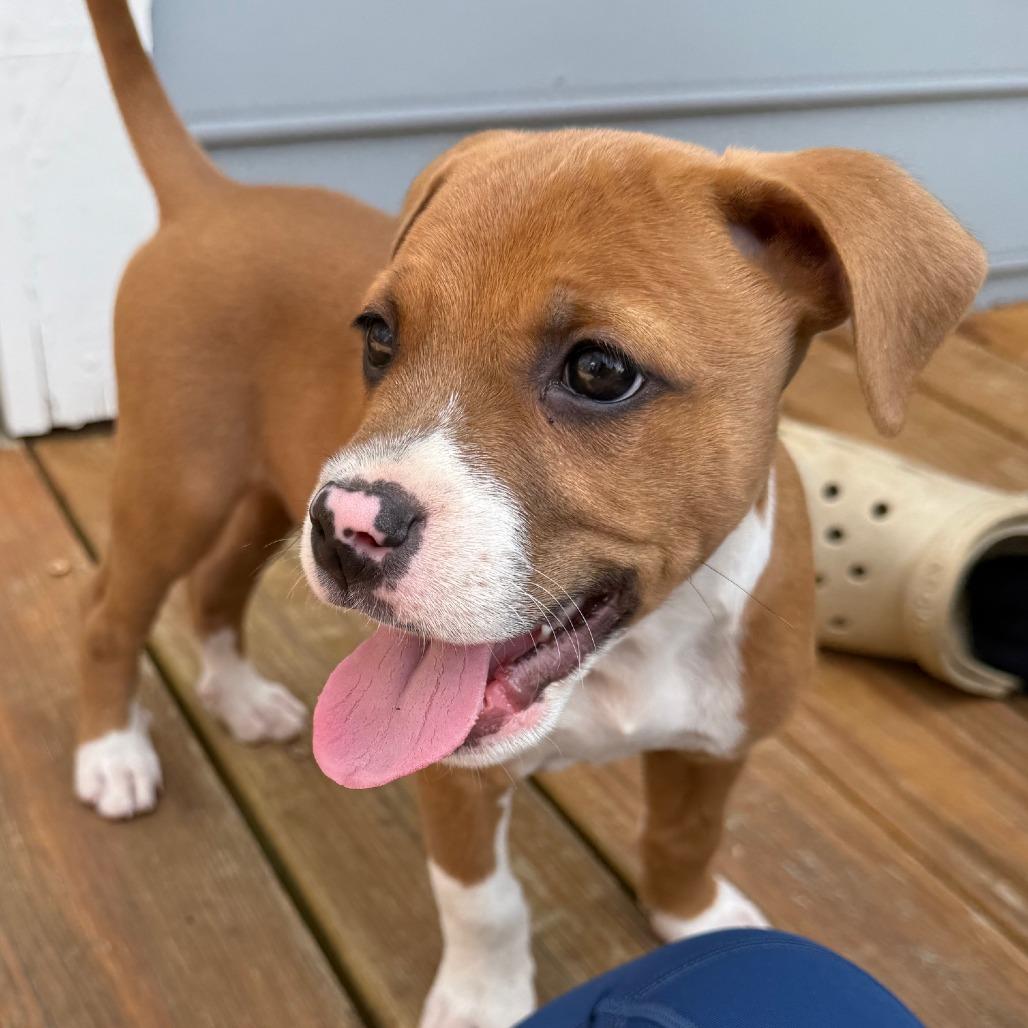 Enlarge Redwood, a Adoptable Mixed Breed in Raleigh, NC image 1/6