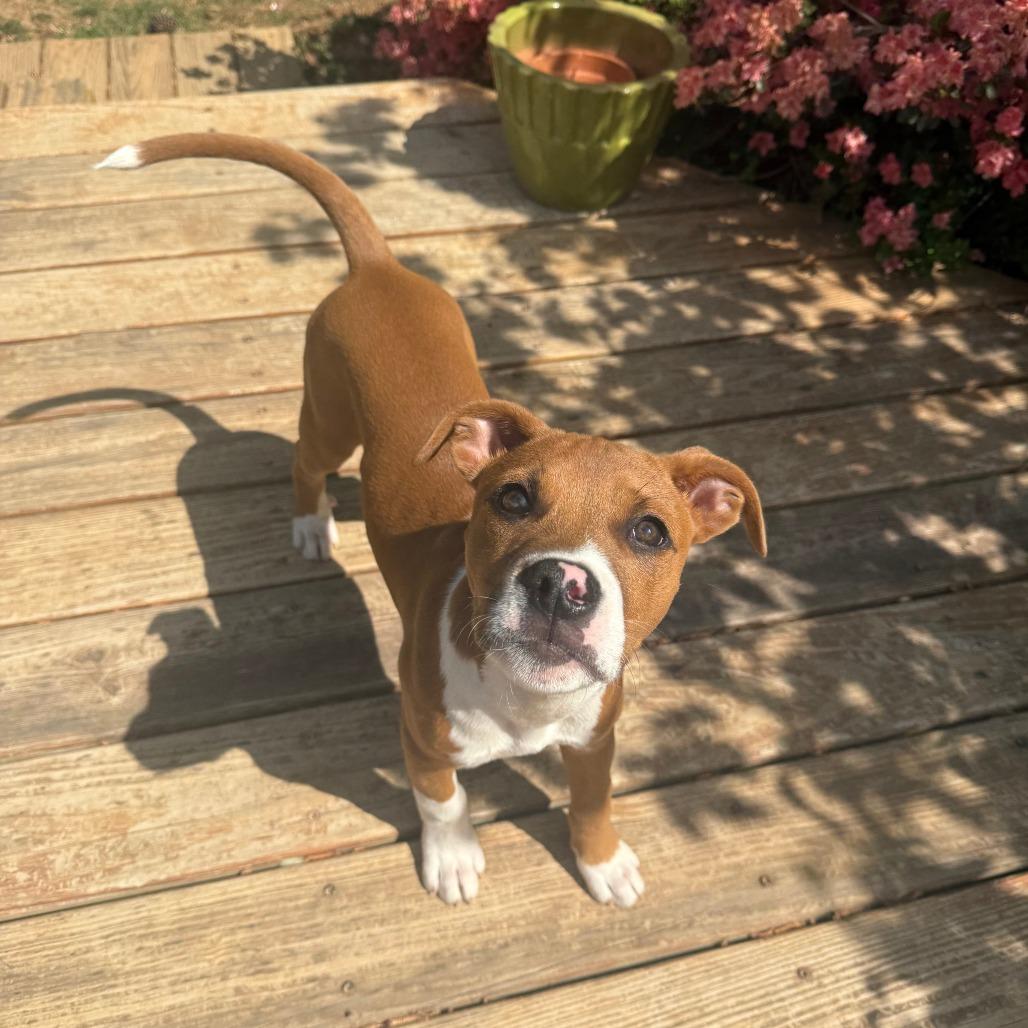 Enlarge Redwood, a Adoptable Mixed Breed in Raleigh, NC image 2/6