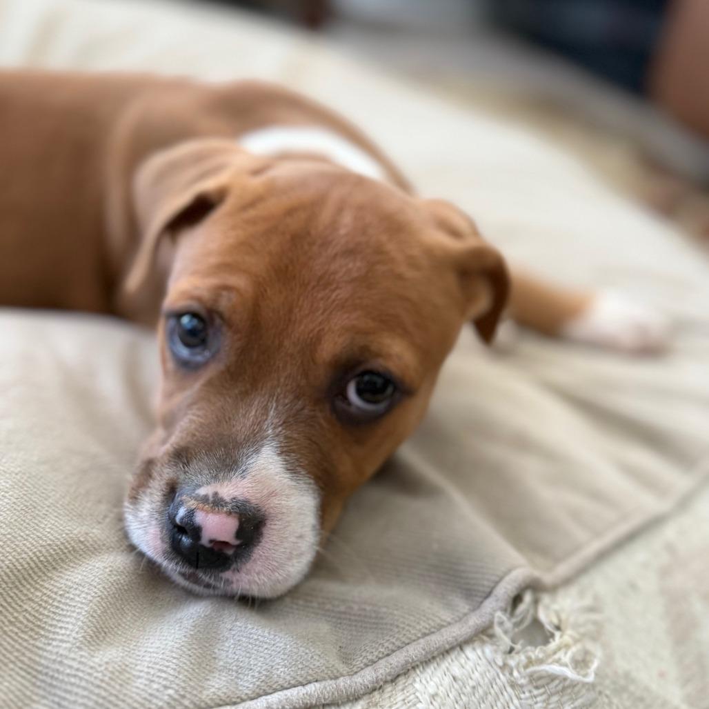 Enlarge Redwood, a Adoptable Mixed Breed in Raleigh, NC image 2/6