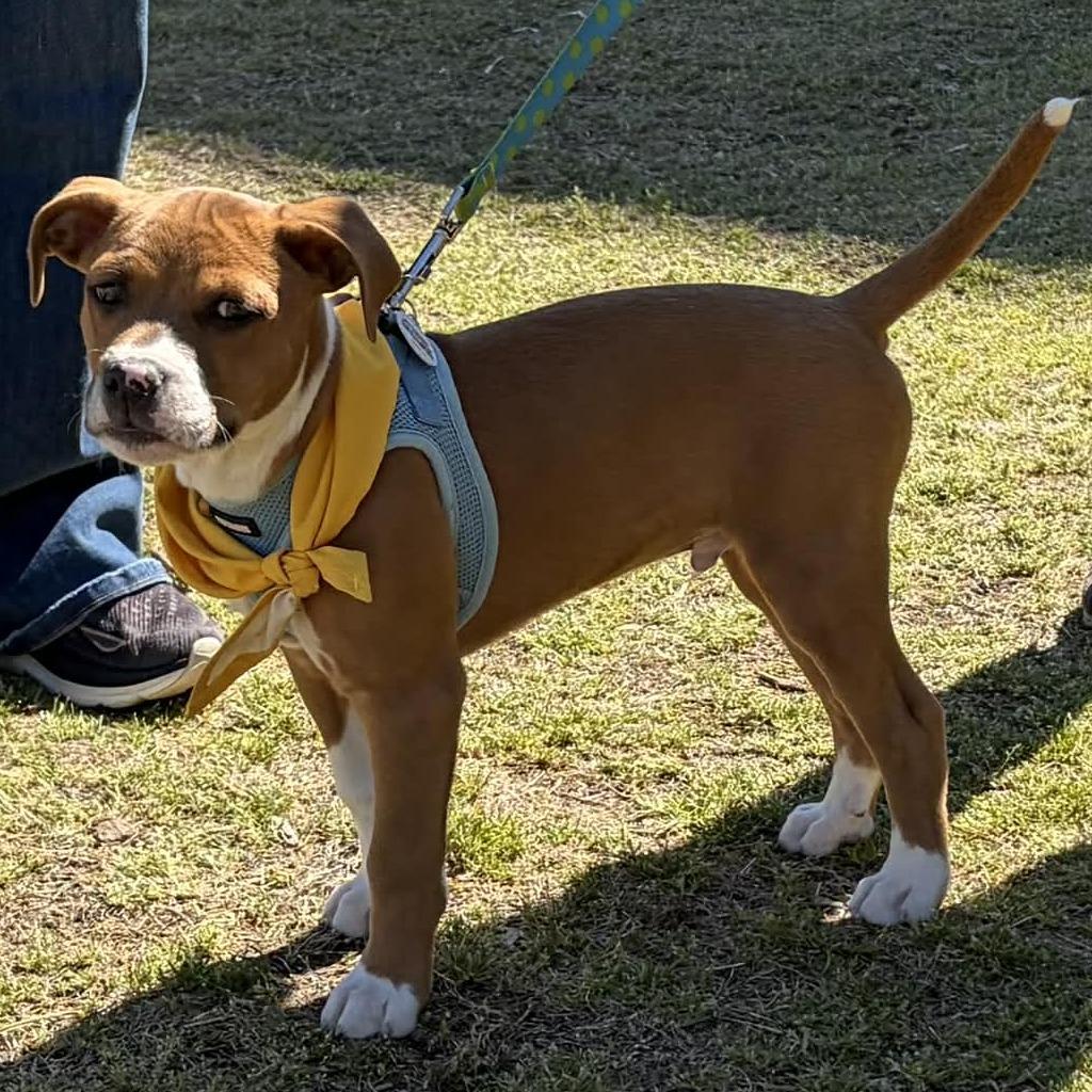 Enlarge Redwood, a Adoptable Mixed Breed in Raleigh, NC image 3/6