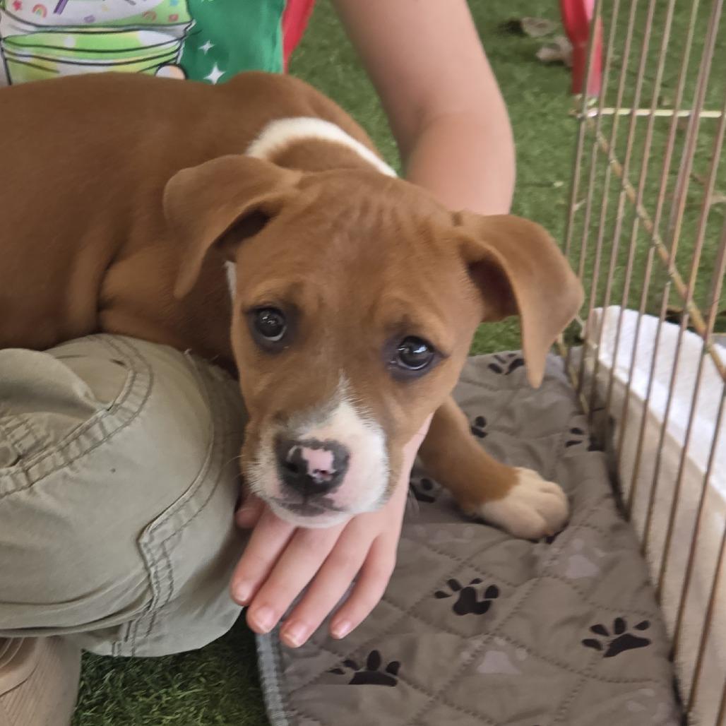 Enlarge Redwood, a Adoptable Mixed Breed in Raleigh, NC image 5/6