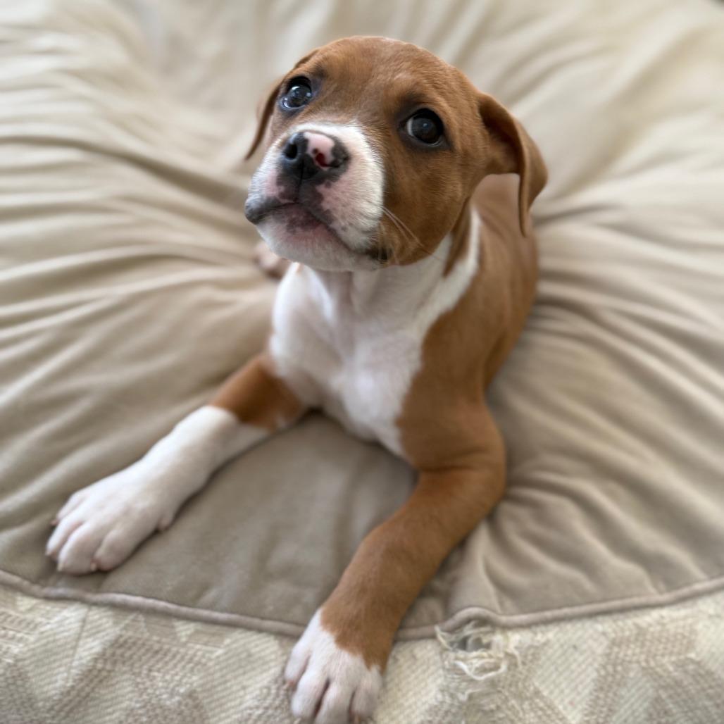 Enlarge Redwood, a Adoptable Mixed Breed in Raleigh, NC image 6/6