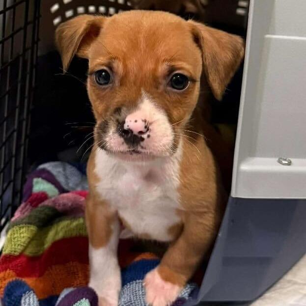 Redwood, Adoptable, Puppy Male Mixed Breed.