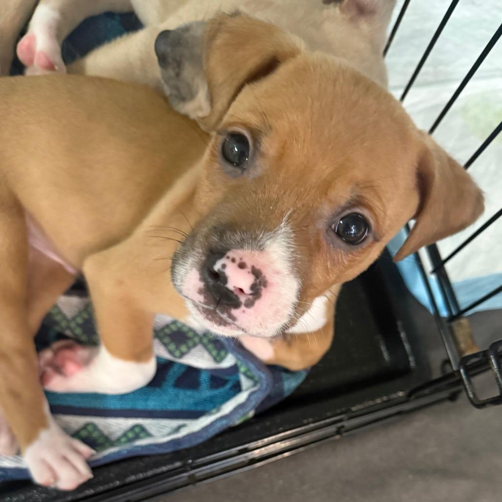 Enlarge Redwood, a Adoptable Mixed Breed in Raleigh, NC image 6/6