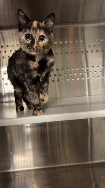 KIKI, Adoptable, Kitten Female Domestic Short Hair.