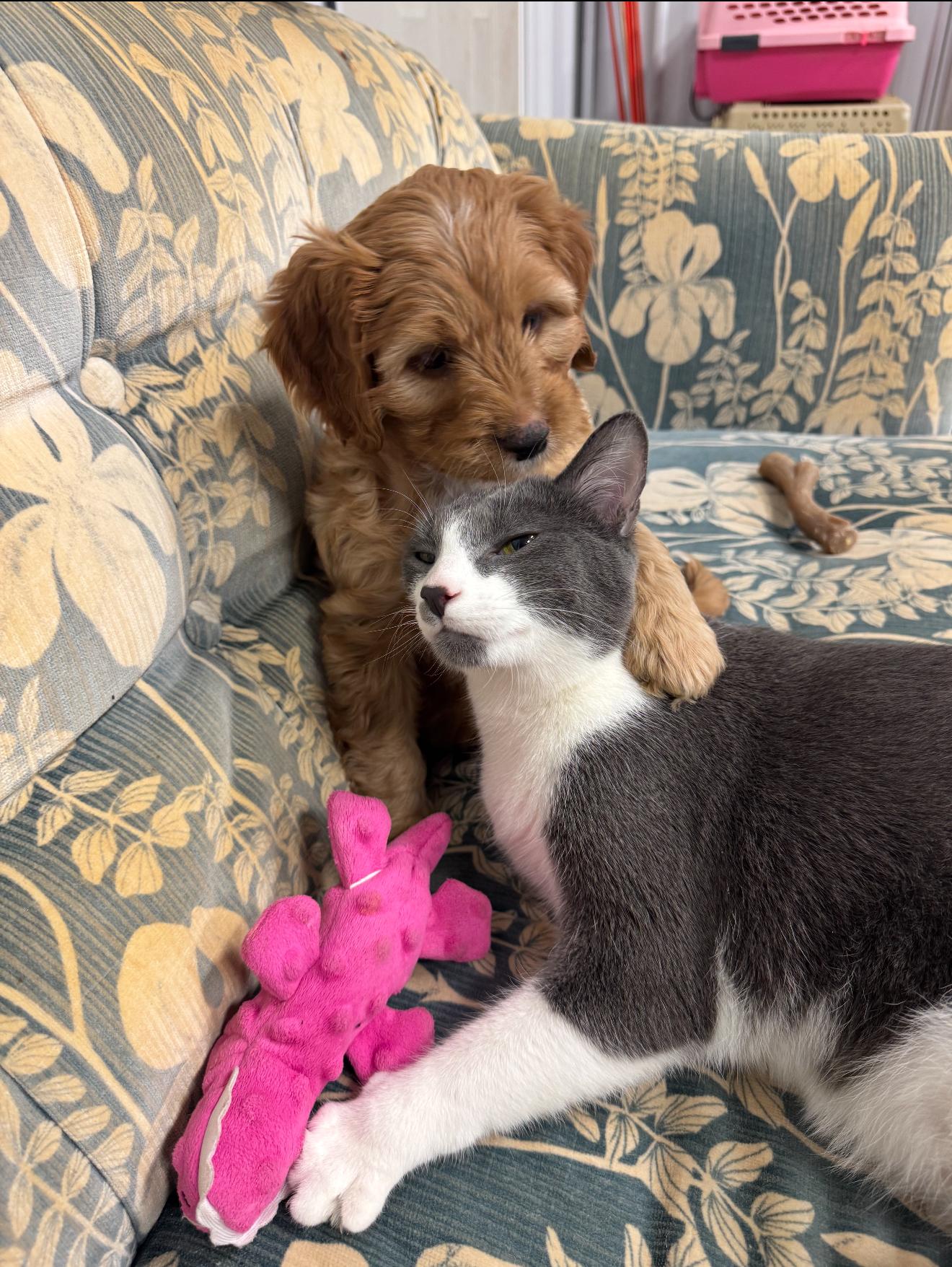 Enlarge Burl, a ADOPTABLE mixed breed in Grand Haven, MI image 2/5