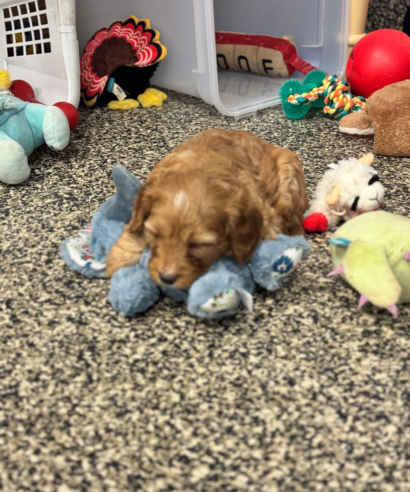 Enlarge Burl, a ADOPTABLE mixed breed in Grand Haven, MI image 4/5