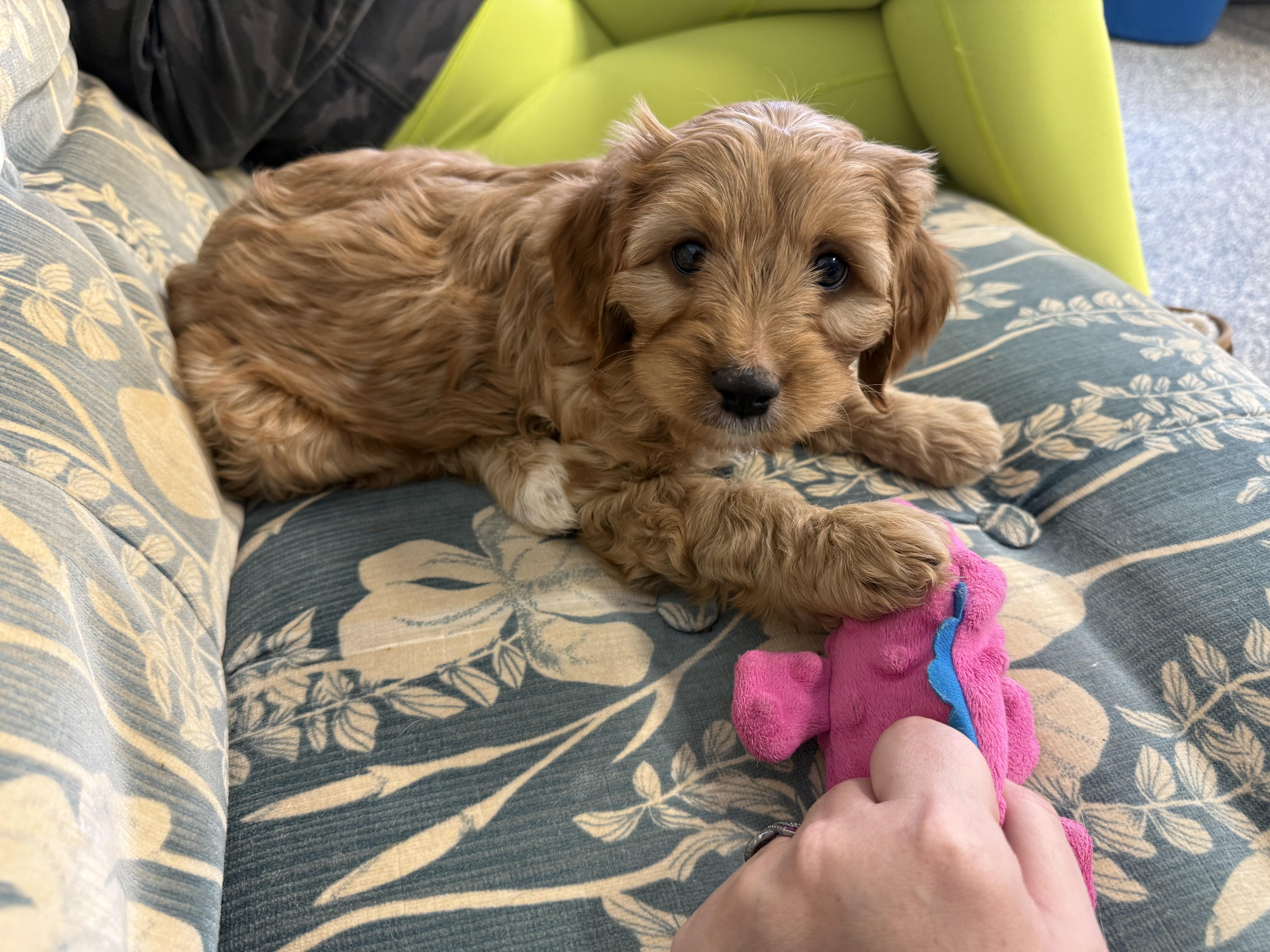 Enlarge Burl, a ADOPTABLE mixed breed in Grand Haven, MI image 5/5