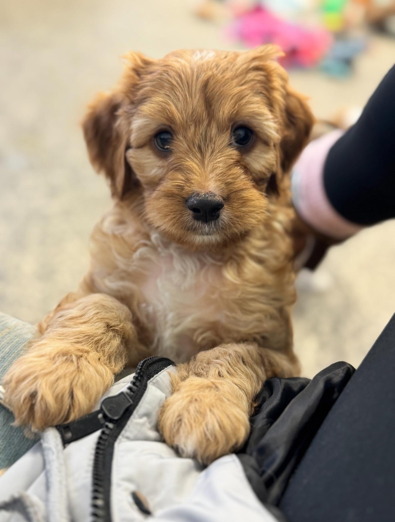 Enlarge Burl, a ADOPTABLE mixed breed in Grand Haven, MI image 1/5