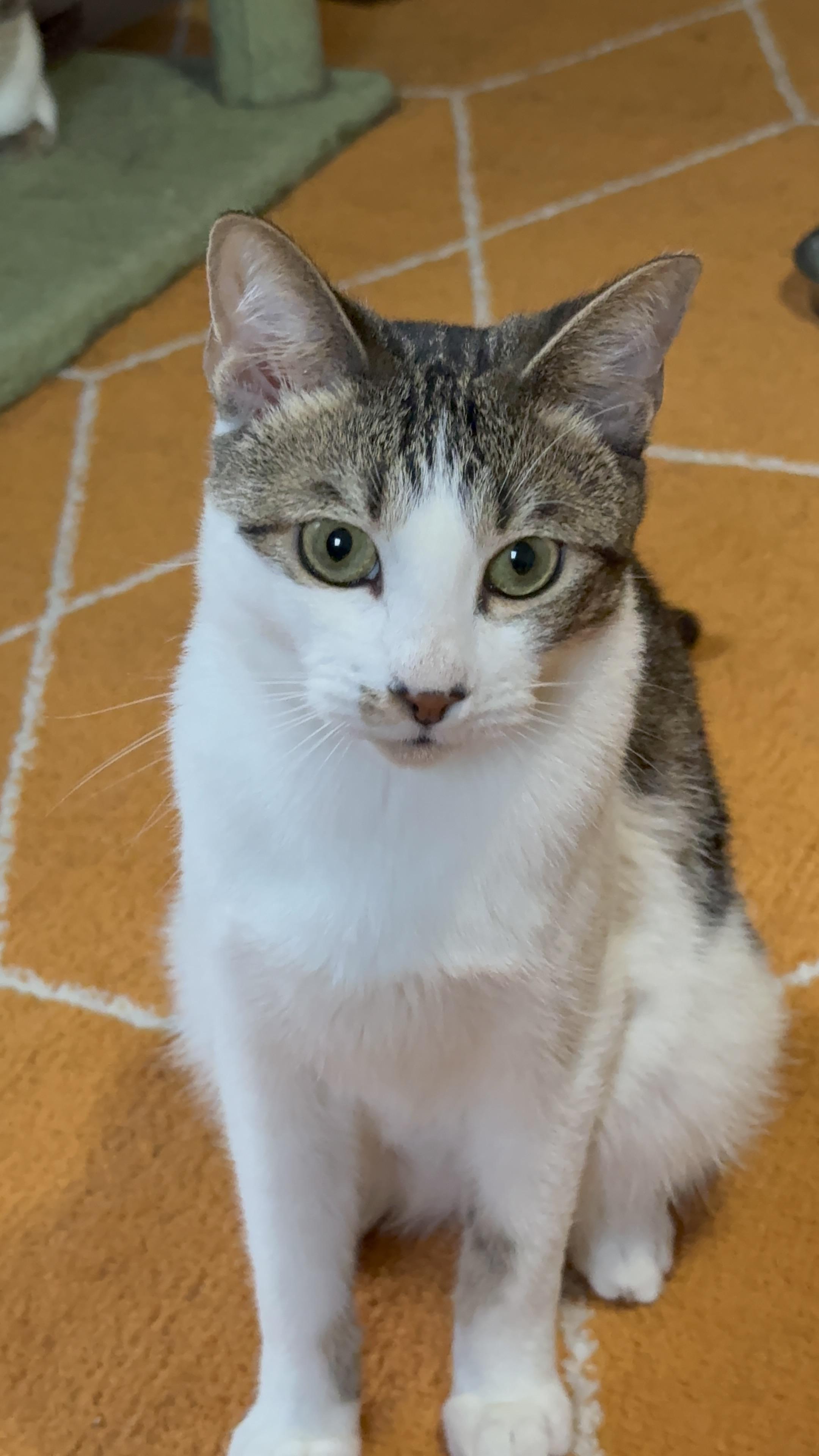 Enlarge Fred, a Adoptable Domestic Short Hair in Kissimmee, FL image 2/3