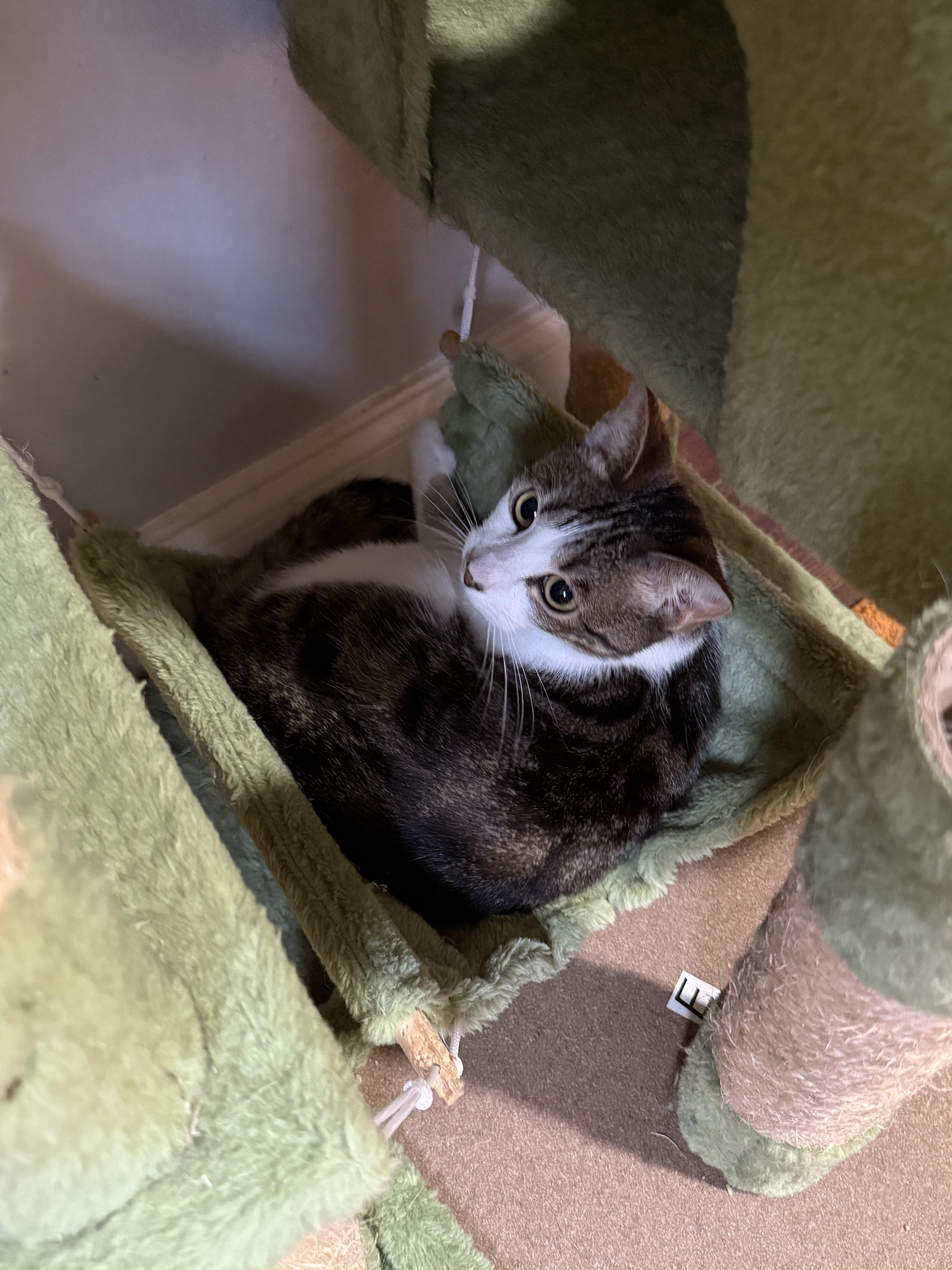 Enlarge Fred, a Adoptable Domestic Short Hair in Kissimmee, FL image 3/3