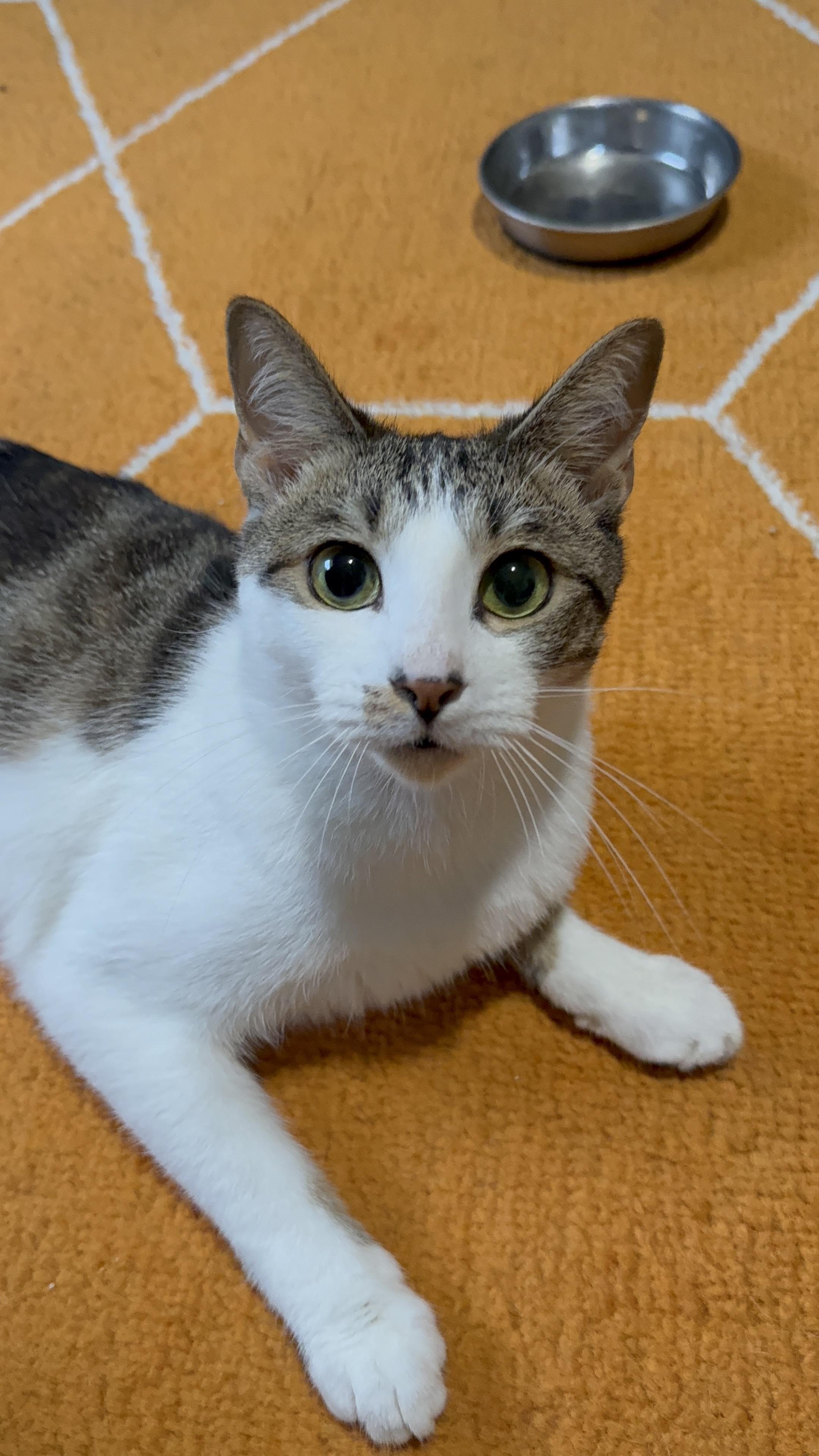 Enlarge Fred, a Adoptable Domestic Short Hair in Kissimmee, FL image 1/3