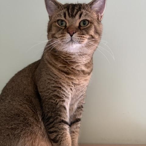 Enlarge LEO, a Adopted British Shorthair in Churchville, PA image 2/6