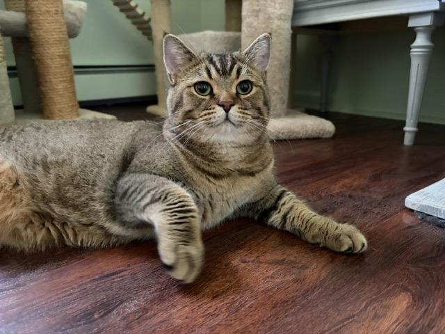 Enlarge LEO, a Adopted British Shorthair in Churchville, PA image 3/6
