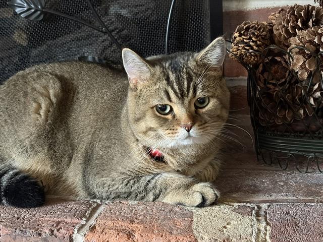 Enlarge LEO, a Adopted British Shorthair in Churchville, PA image 6/6