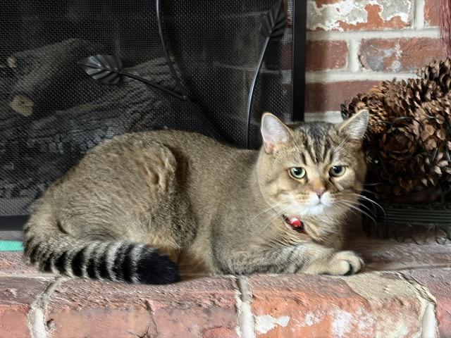 Enlarge LEO, a Adopted British Shorthair in Churchville, PA image 1/6