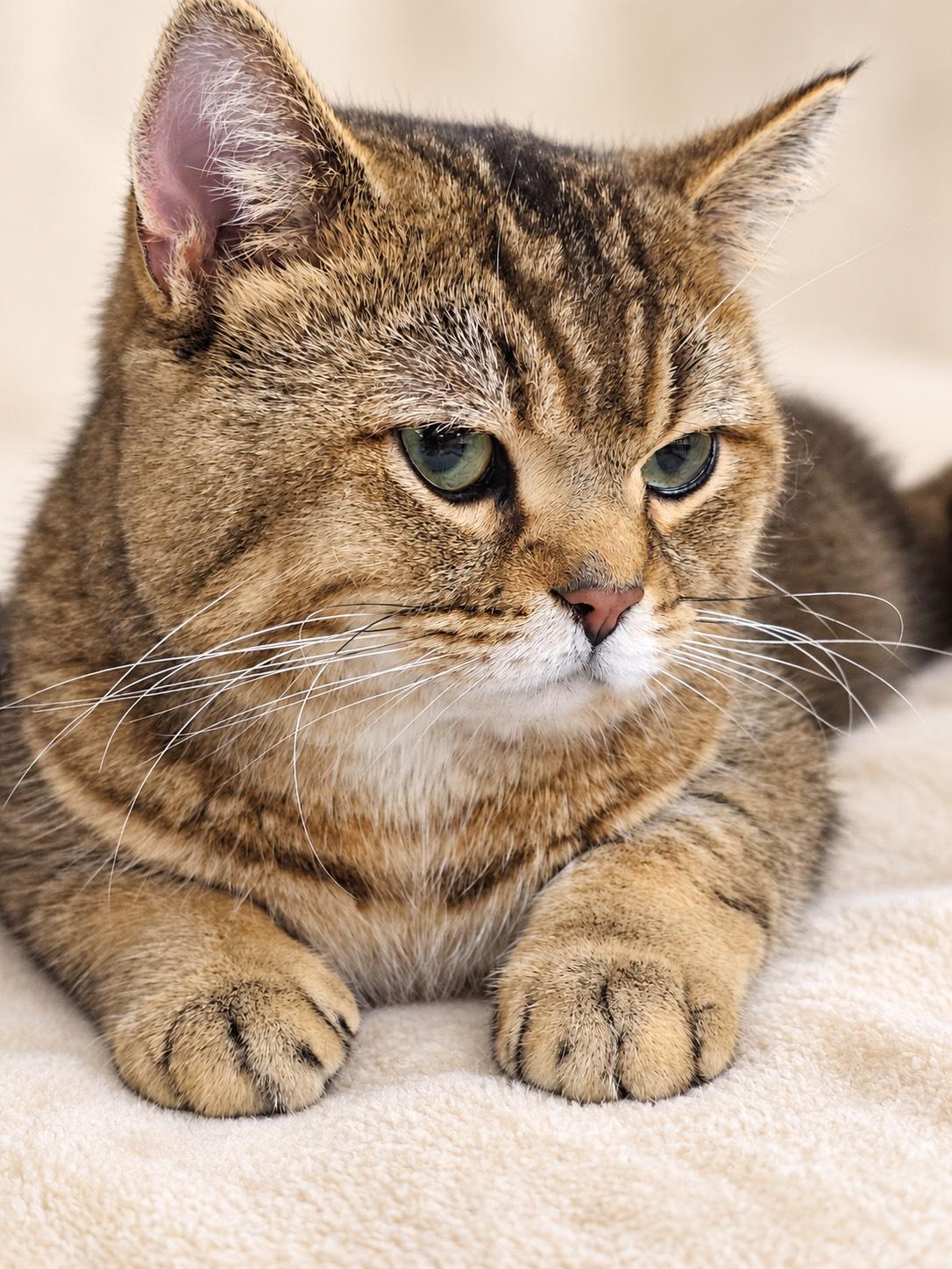 Enlarge LEO, a Adopted British Shorthair in Churchville, PA image 5/6