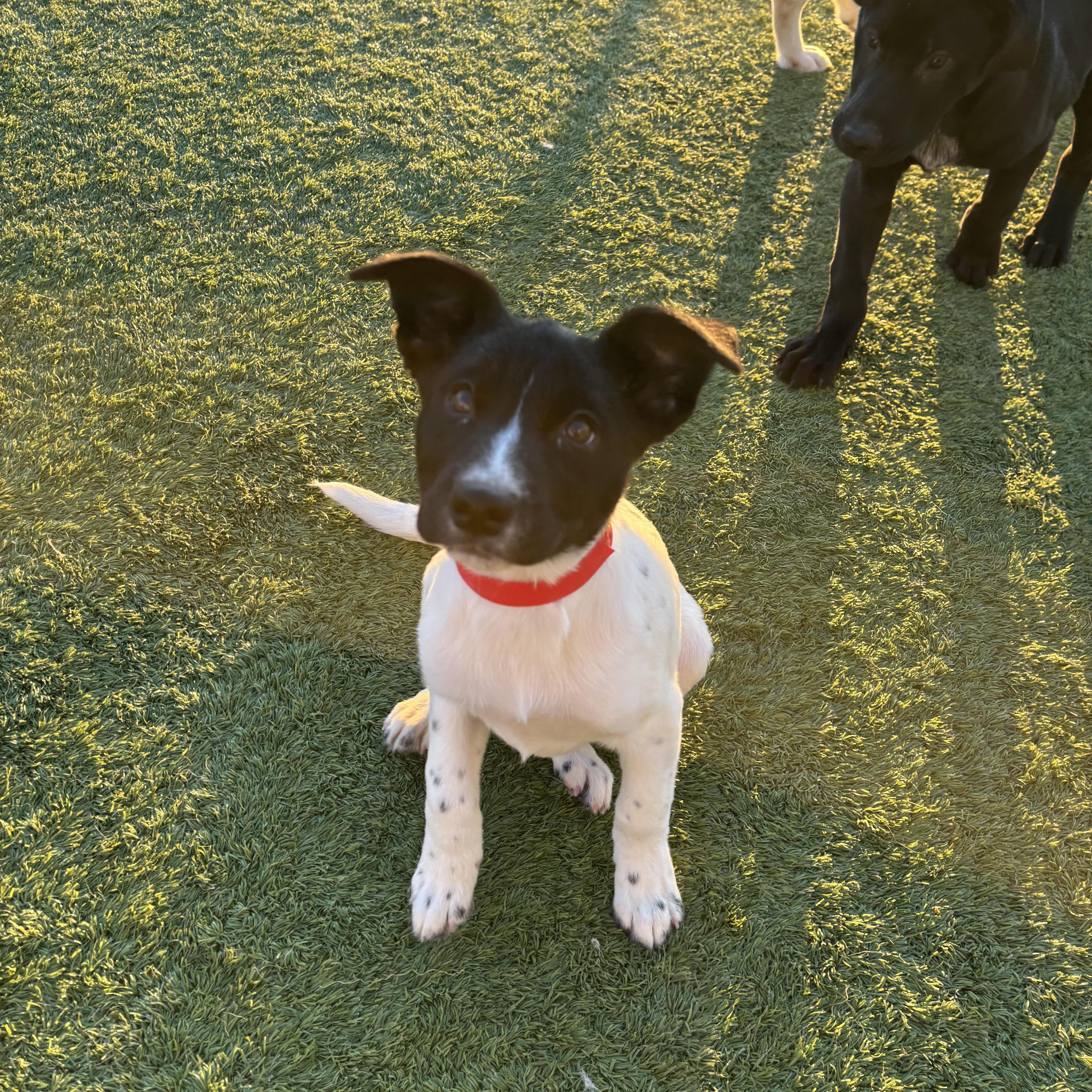 Enlarge Astrid, a Adoptable mixed breed in Liberty, MO image 2/3