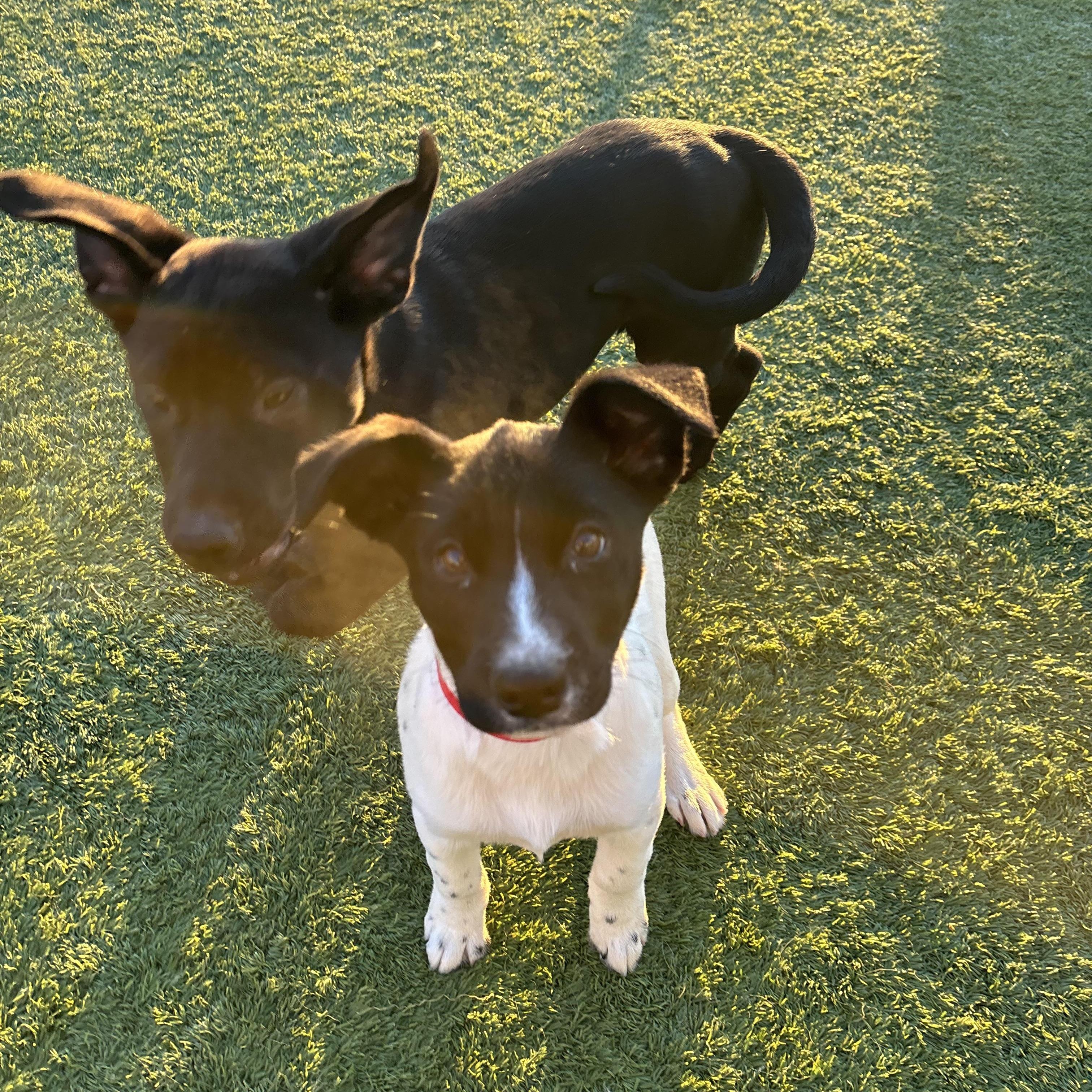 Astrid, Adoptable, Puppy Female Jack Russell Terrier.