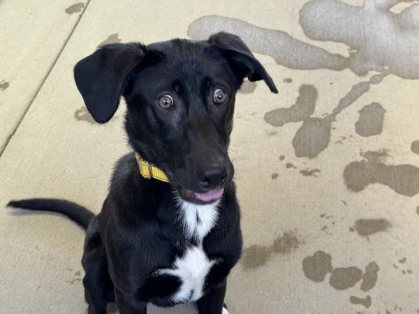 Waxillium, Adoptable, Young Male Labrador Retriever.