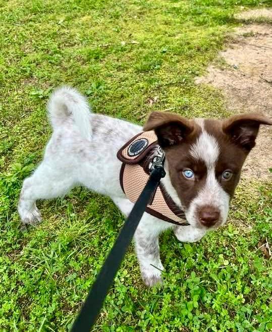 Belu, Adoptable, Puppy Female Australian Shepherd & Mixed Breed.