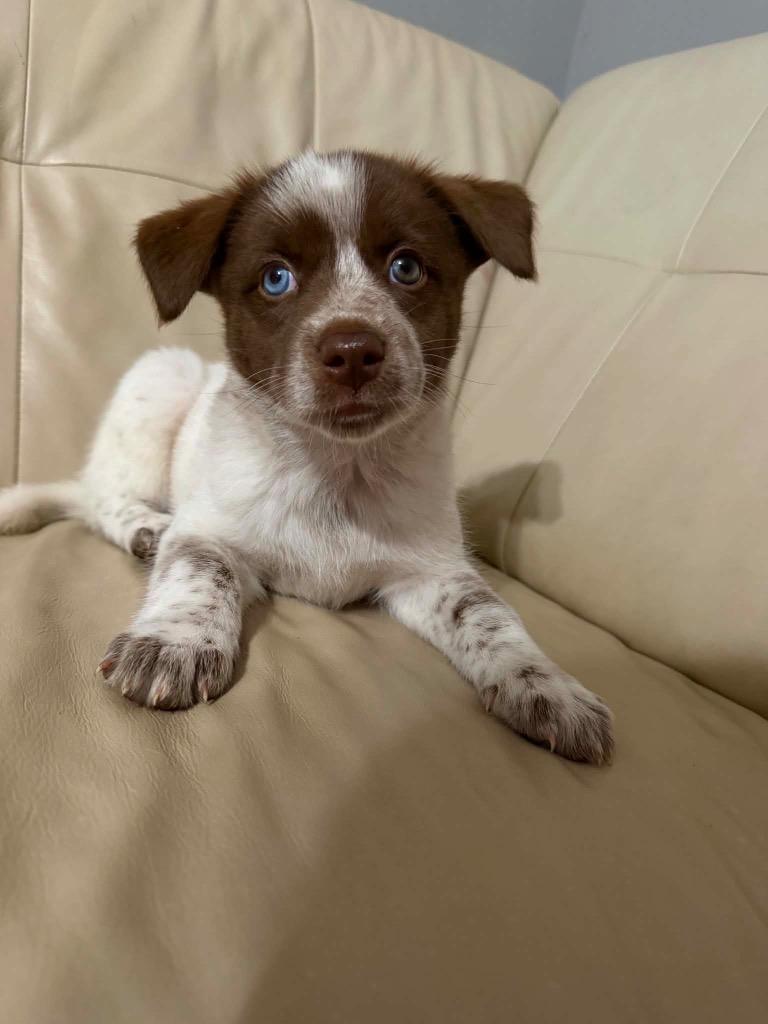Belu, Adoptable, Puppy Female Australian Shepherd & Mixed Breed.