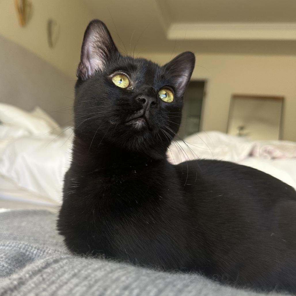 Chance, Adoptable, Young Female Domestic Short Hair.